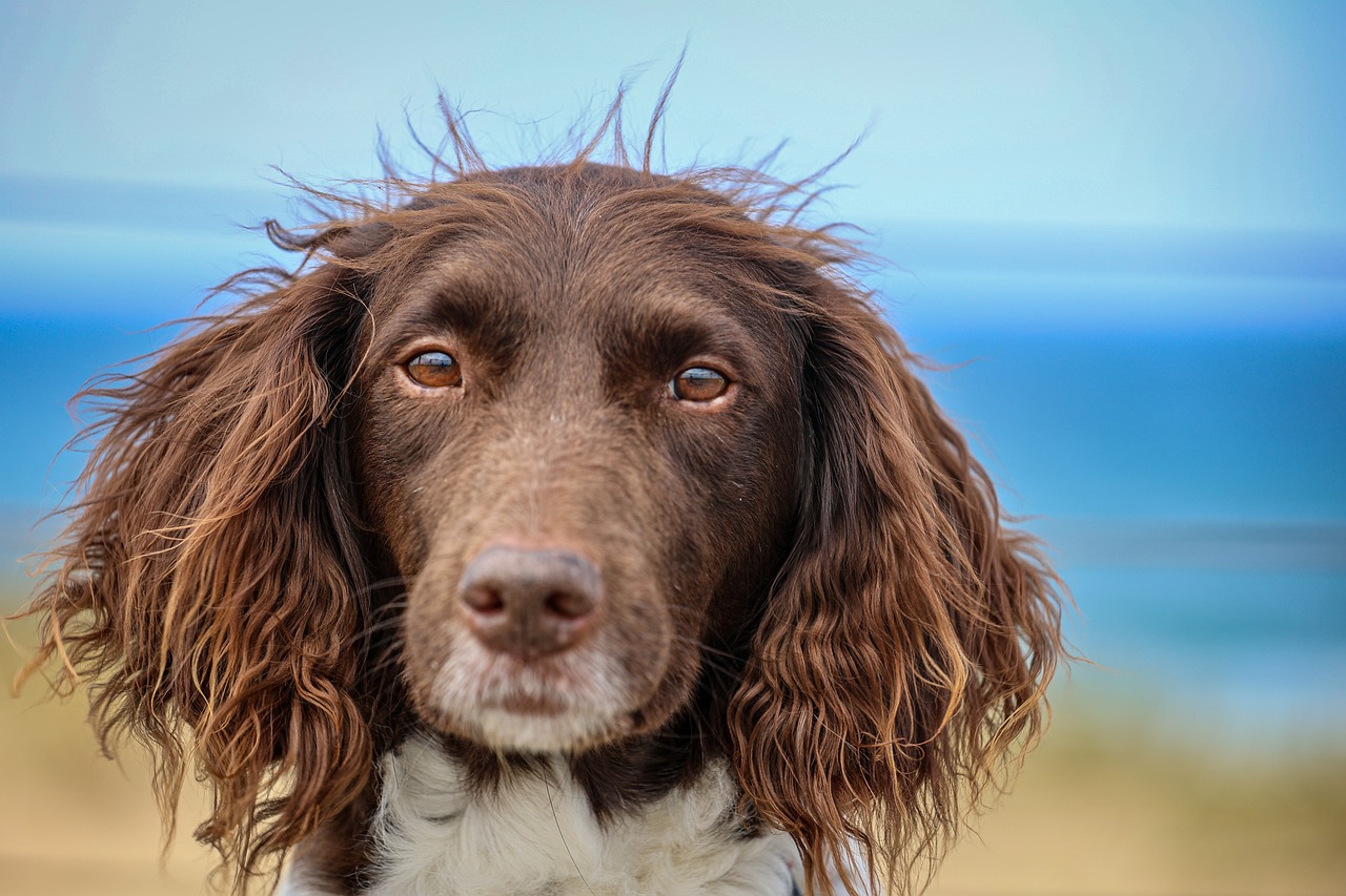 How to Help Your Pet Stay Hydrated